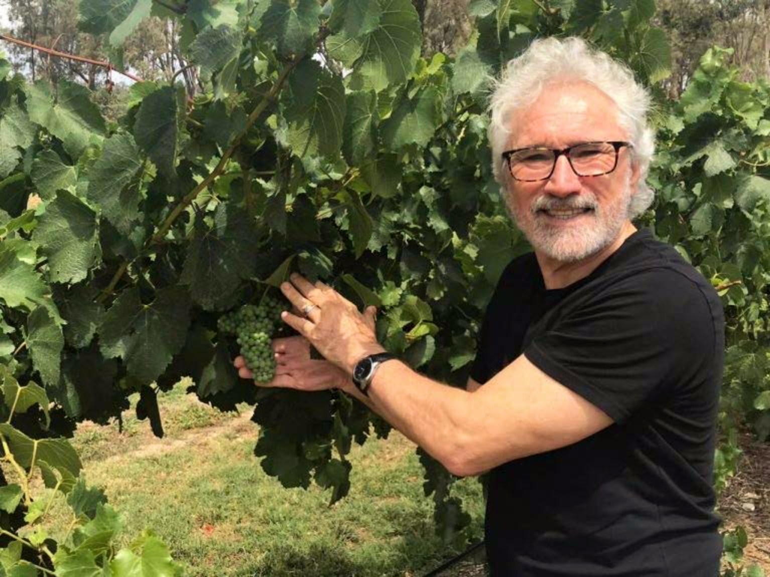Photo of Steliano amongst the grapes at a winery